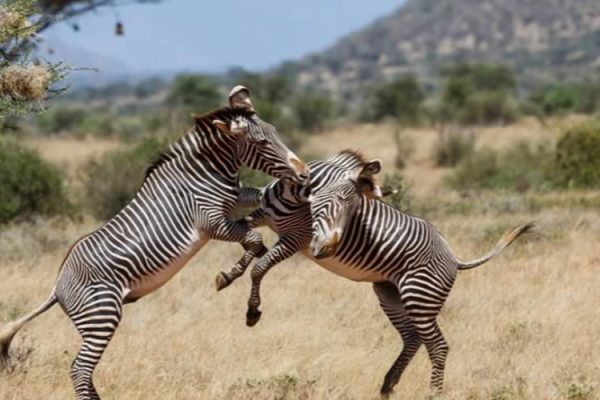 Rhinos-grazing-at-Ol-Pejeta-Conservancy
