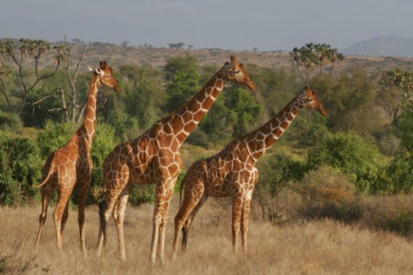 Samburu_018 Samburu_018