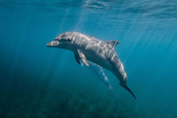 closeup-shot-of-a-dolphin-under-the-sea-2022-12-31-05-04-22-utc-scaled closeup-shot-of-a-dolphin-under-the-sea-2022-12-31-05-04-22-utc-scaled