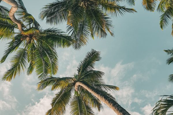 harshil-gudka-77zGnfU_SFU-unsplash harshil-gudka-77zGnfU_SFU-unsplash