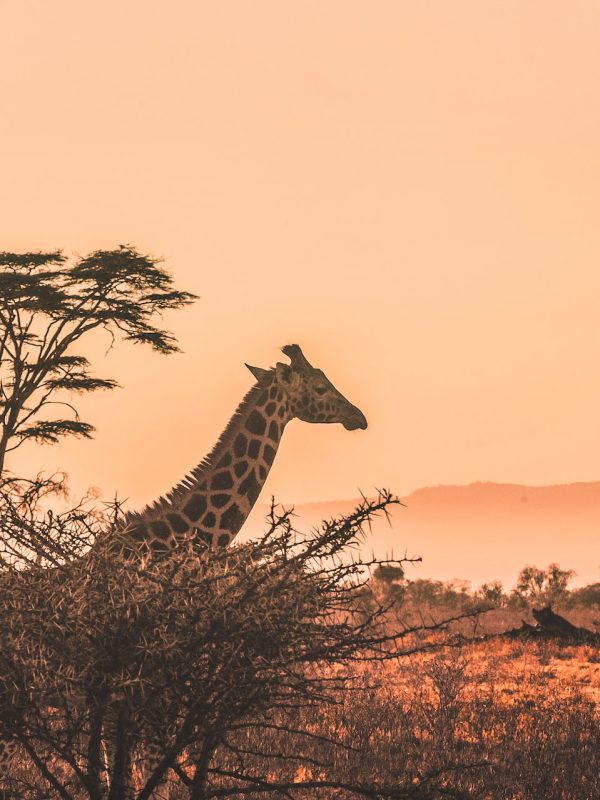 harshil-gudka-kfxEUCTUeyg-unsplash