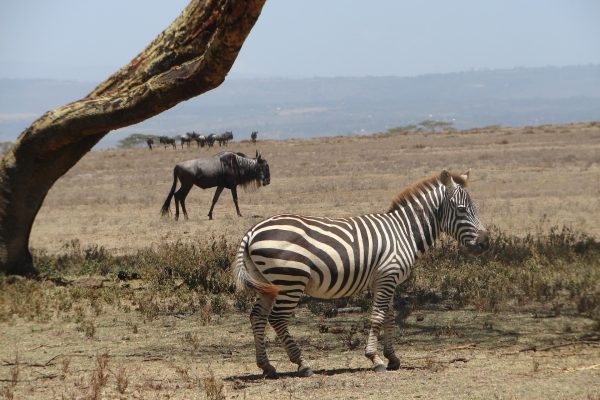 lake-naivasha-5