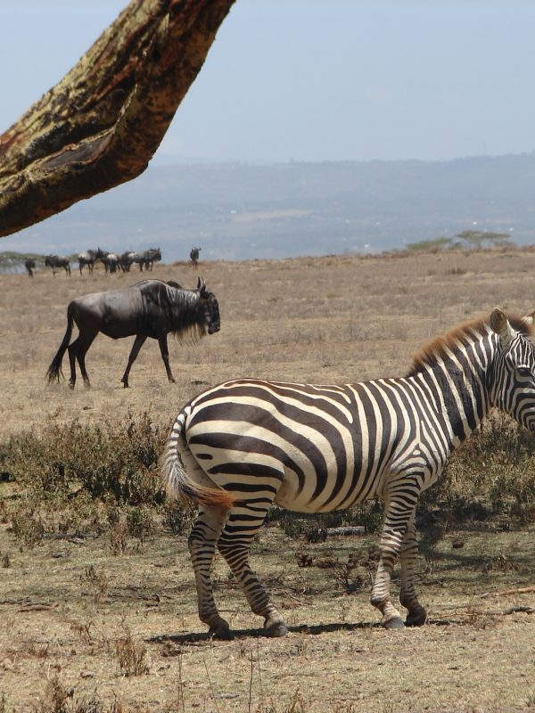 lake-naivasha-5