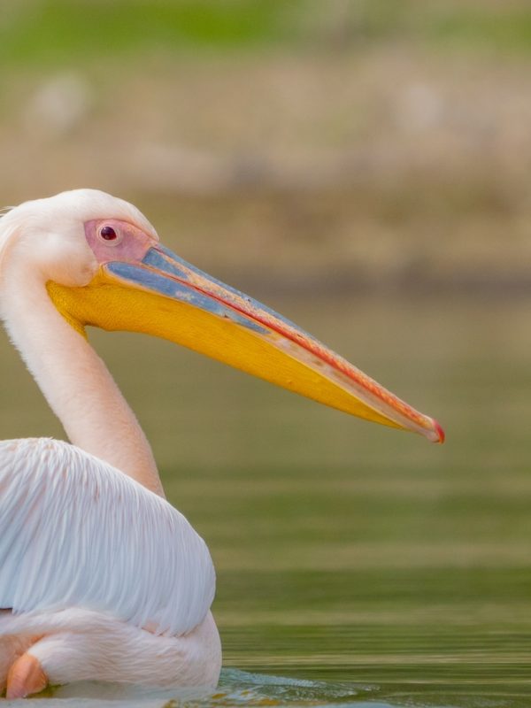 lake naivasha