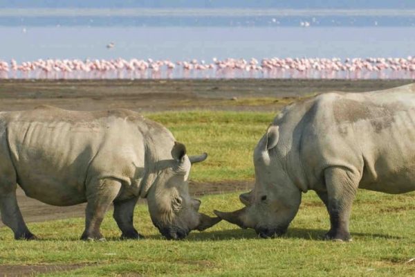 lake-nakuru-national-park-990x490
