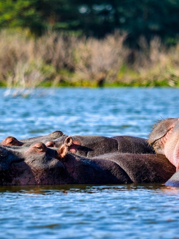 lake nakuru3