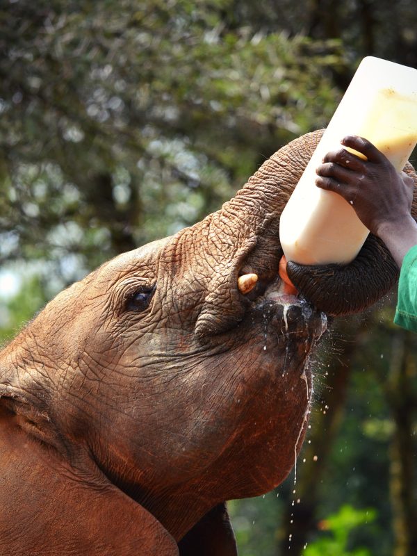 nairobi national park4
