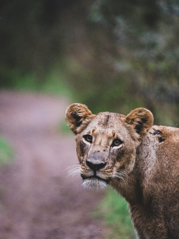 nairobi national park5