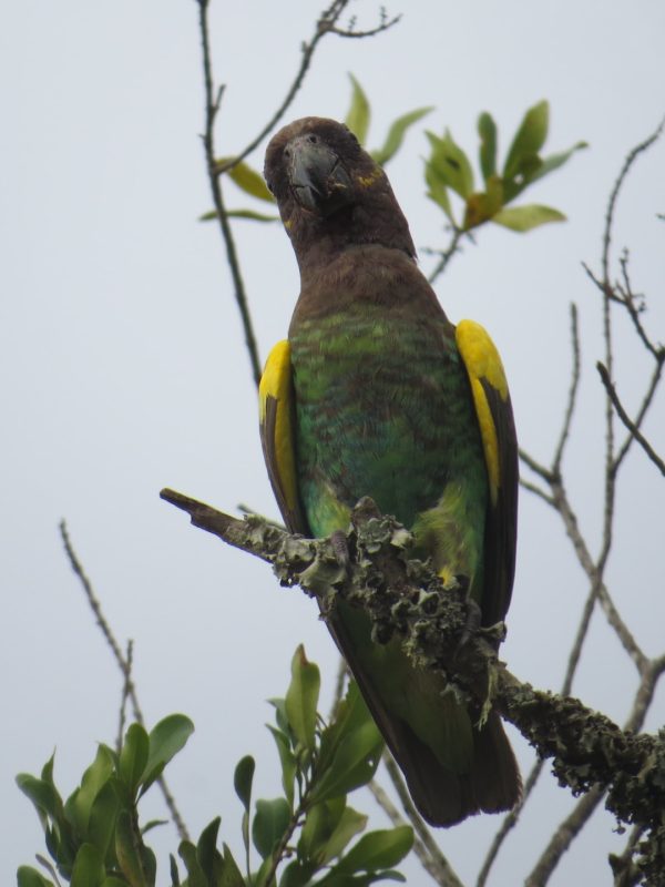 ol-pejeta1