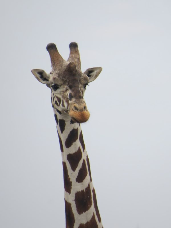 ol-pejeta2