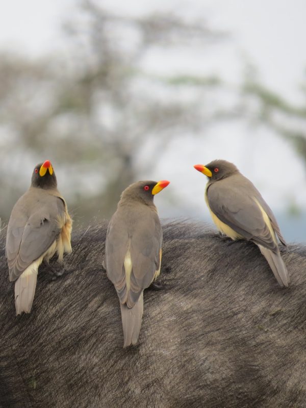 ol-pejeta4