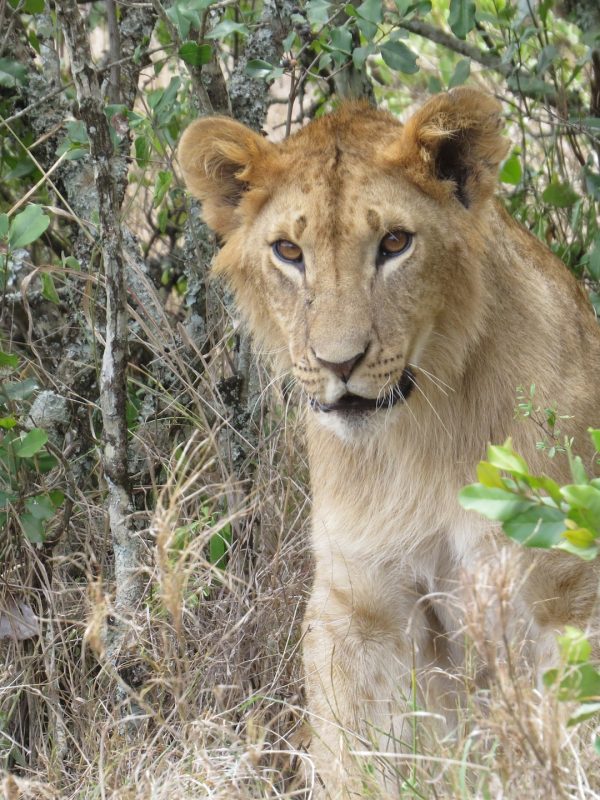 ol-pejeta5