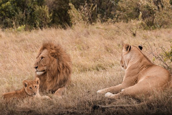 pexels-antony-trivet-6056025