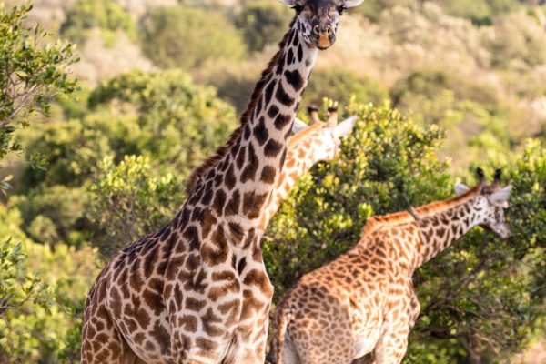 pexels-antony-trivet-6056056