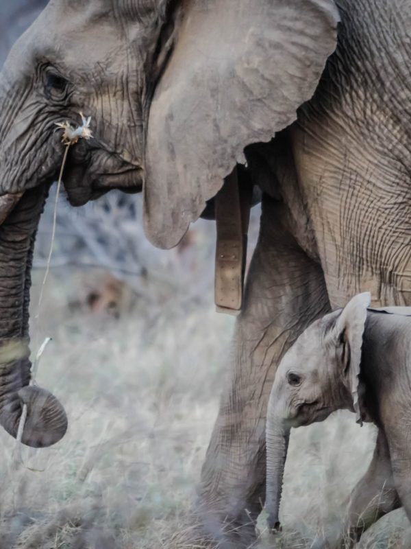 pexels-casey-allen-16066