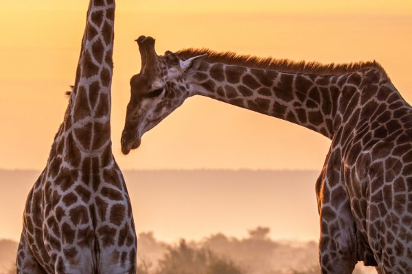 pexels-elliot-connor-12914826