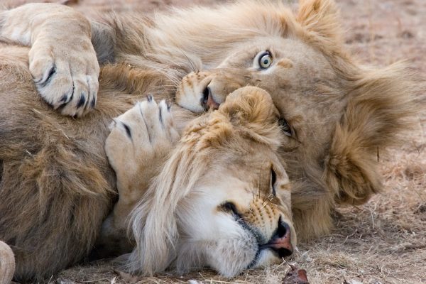 pexels-gary-whyte-730539