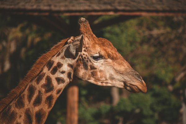 pexels-lucas-pezeta-2575702 pexels-lucas-pezeta-2575702