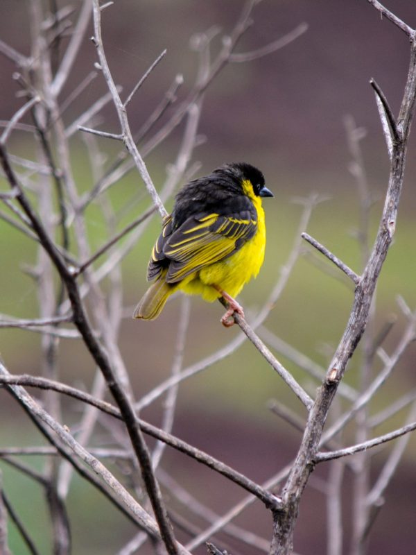 sneha-cecil-SGEsnFql1uk-unsplash