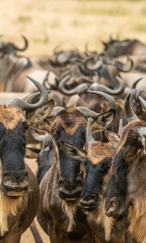 sutirta-budiman-H9CUOsPXBjw-unsplash
