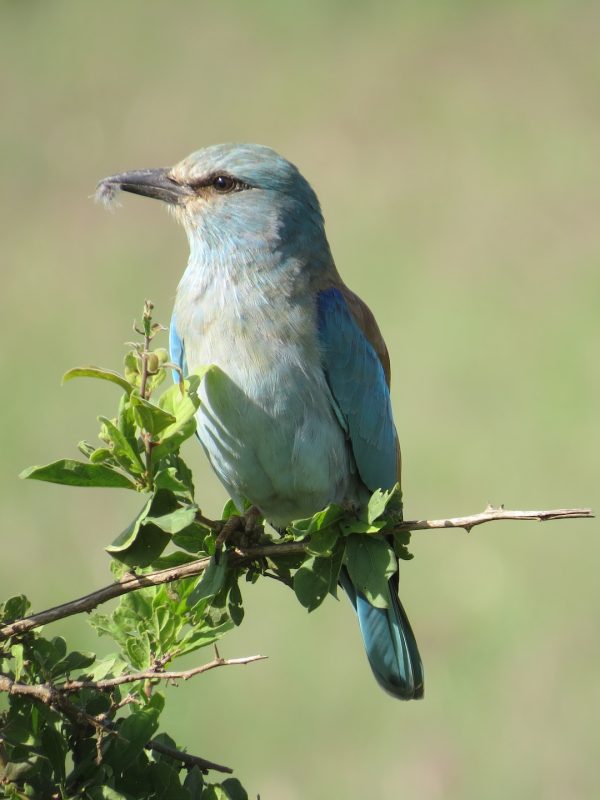 tsavo-west1