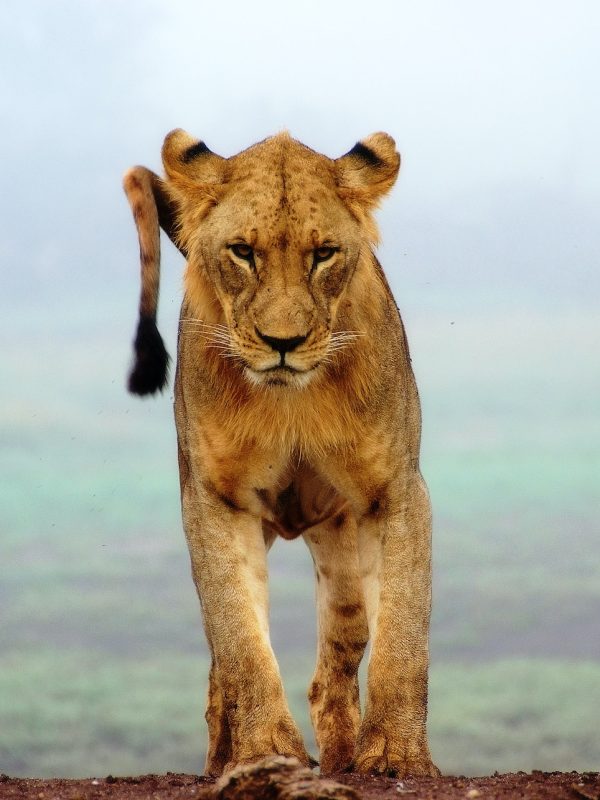 tsavo-west2