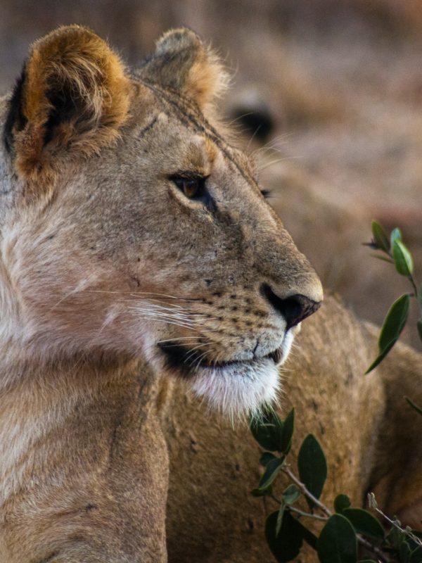 tsavo-west3