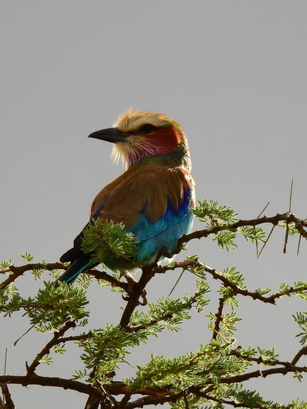 tsavo-west6